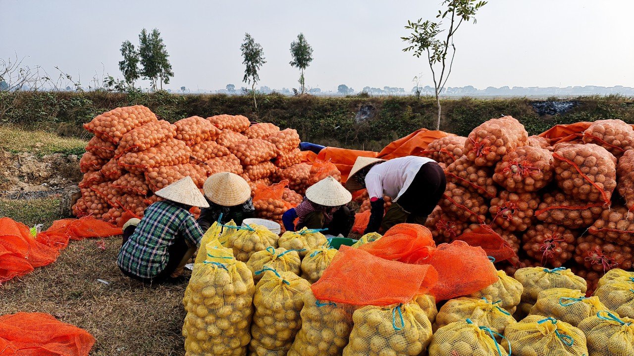 hình ảnh người nông dân Việt Nam trồng khoai tây